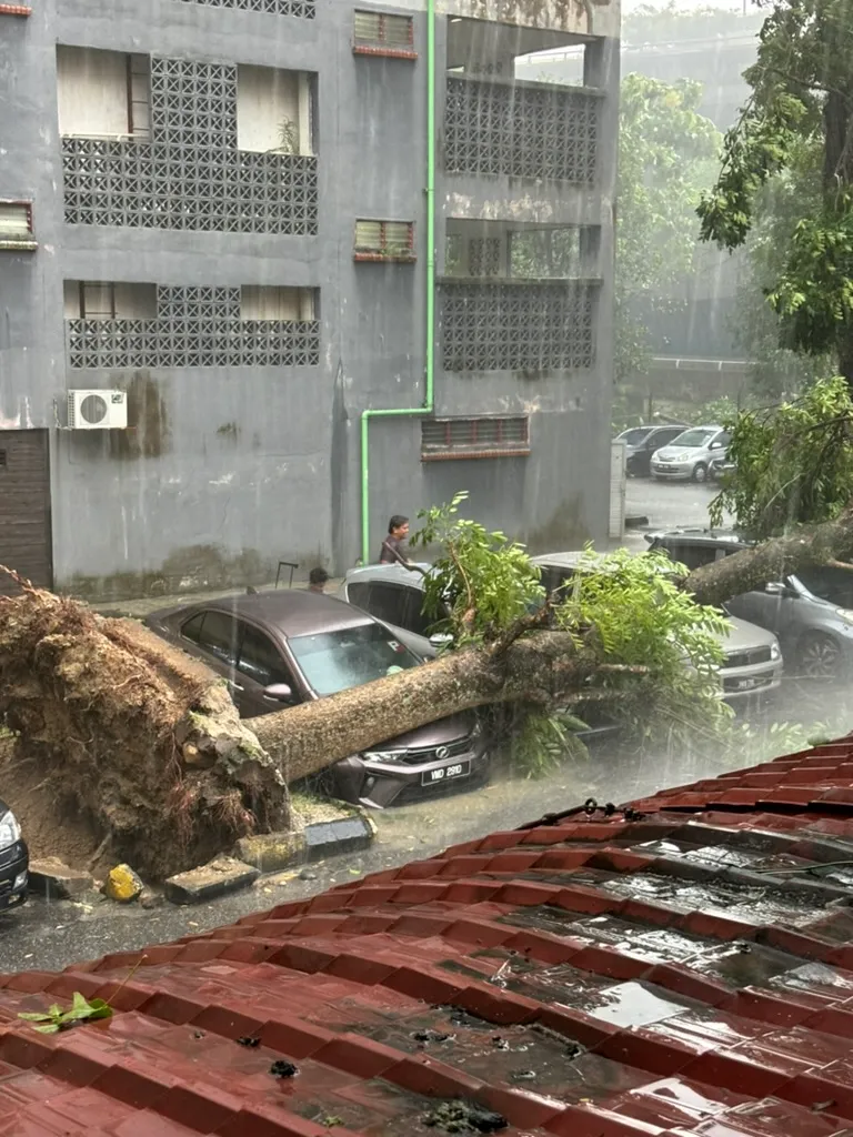 Image of a tree that crushed a car
